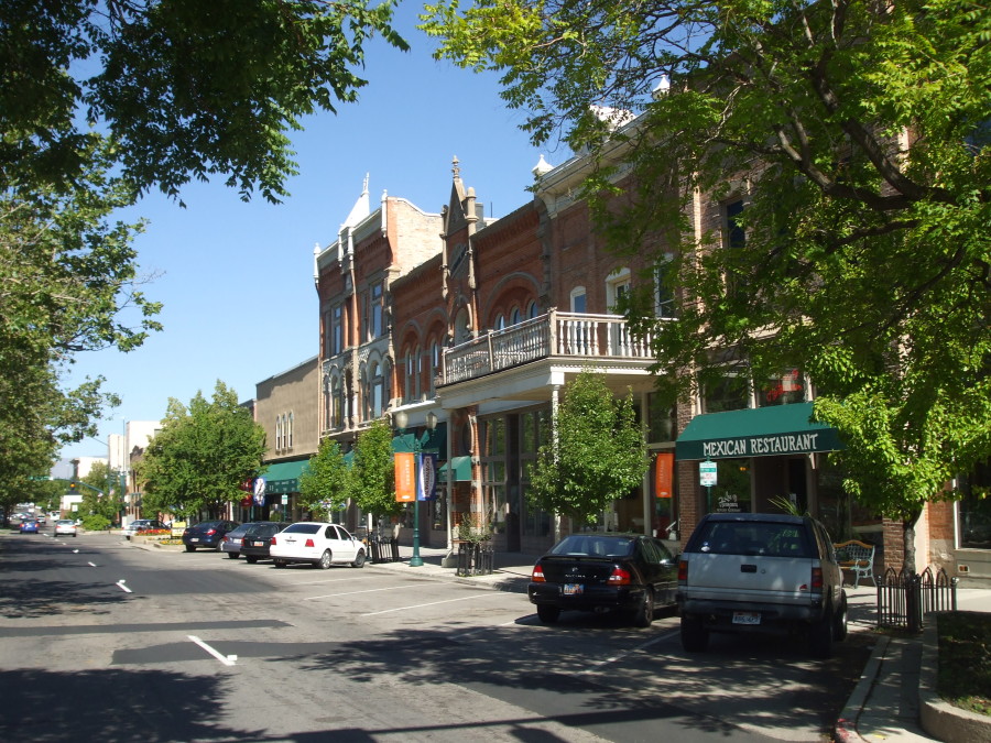 A tree with lush green leaves standing amidst a bustling cityscape with cars passing by.